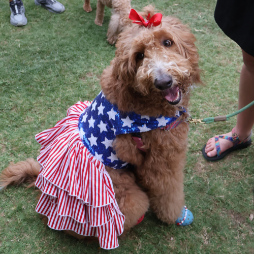 Paws & Stripes - Freedom Fest