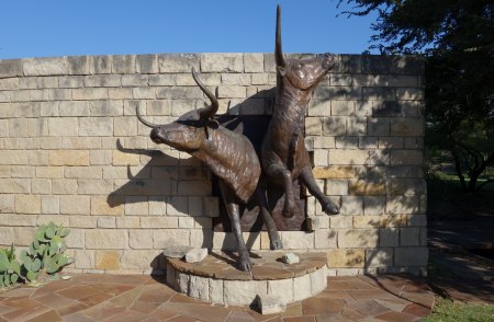 Cattle Sculpture at Frisco Central P...